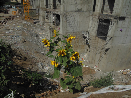 4̖����ʢ�_�����տ�