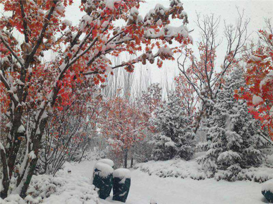 ��������^�Ȳ�ѩ������ҫ�ۄ���