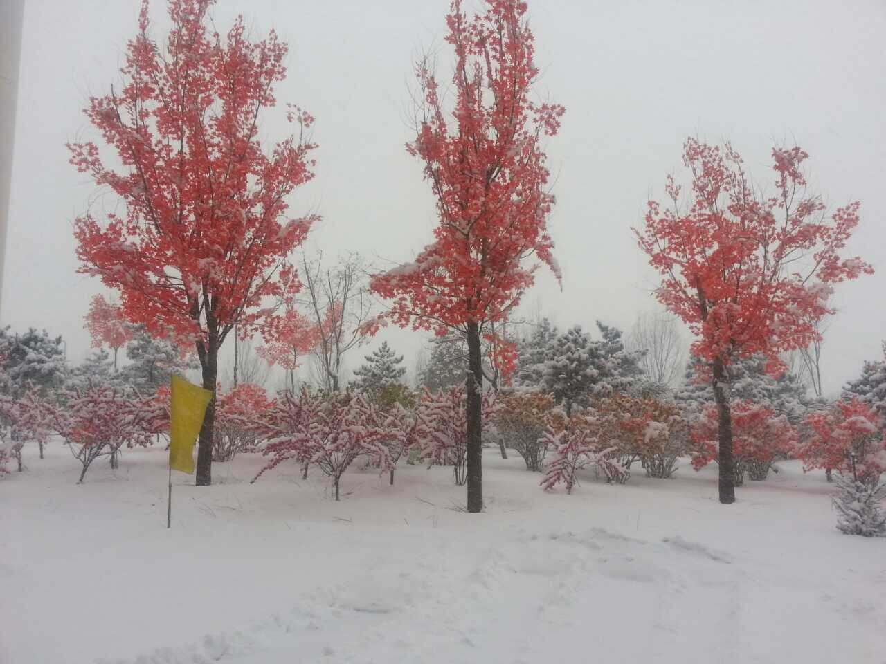 ���Ӟ��ۘ�̎��ѩ���D